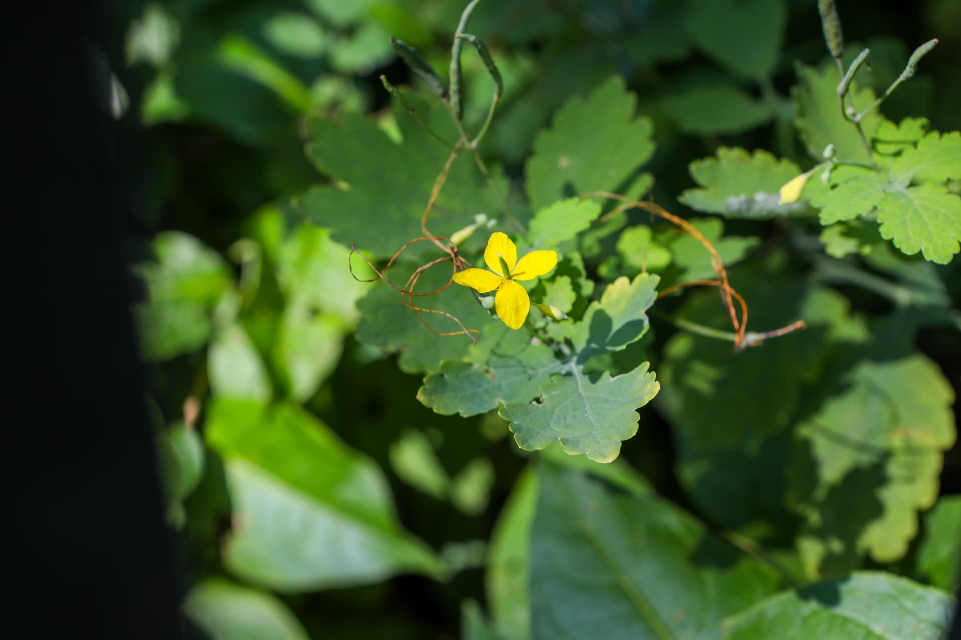 A single yellow celandine flower among green leaves